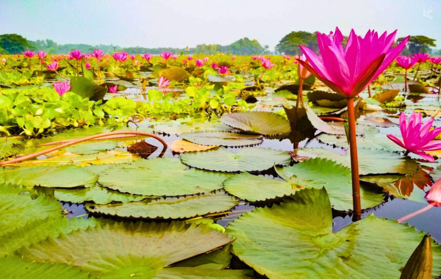 বরিশাল জেলা - কুহুডাক