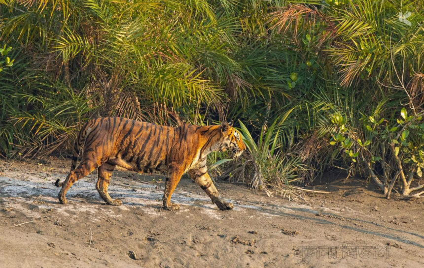 খুলনা বিভাগ - কুহুডাক