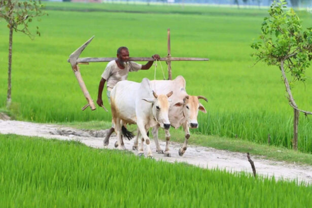 হাল বা লাঙল - কুহুডাক শেকড়